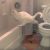 cat-poops-misses-toilet.jpg